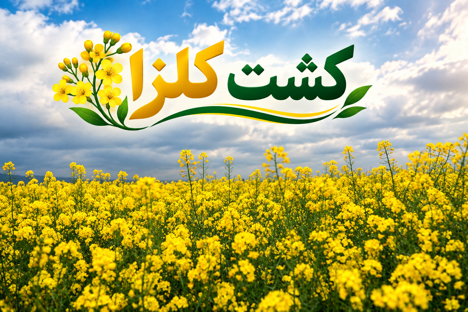 همه چیز درباره کشت کلزا🏵